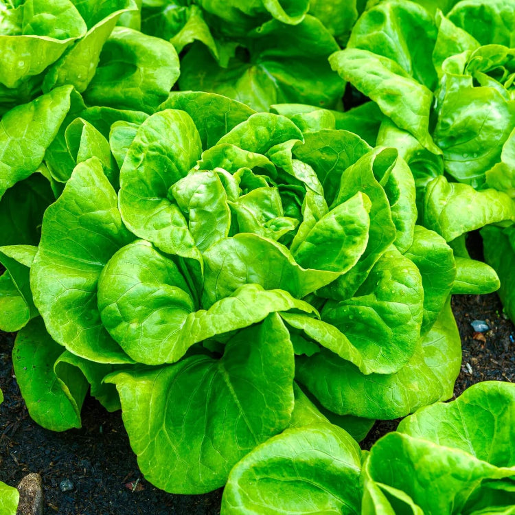 Lettuce Seeds – Butterhead