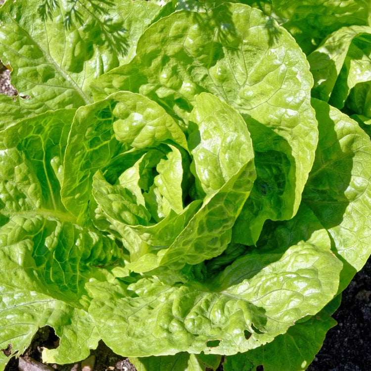 Lettuce Seeds – Butterhead