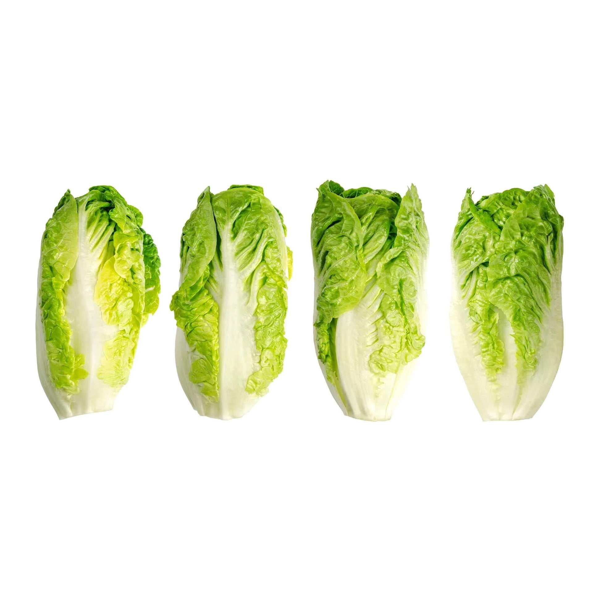 Lettuce Seeds – Gem Romaine