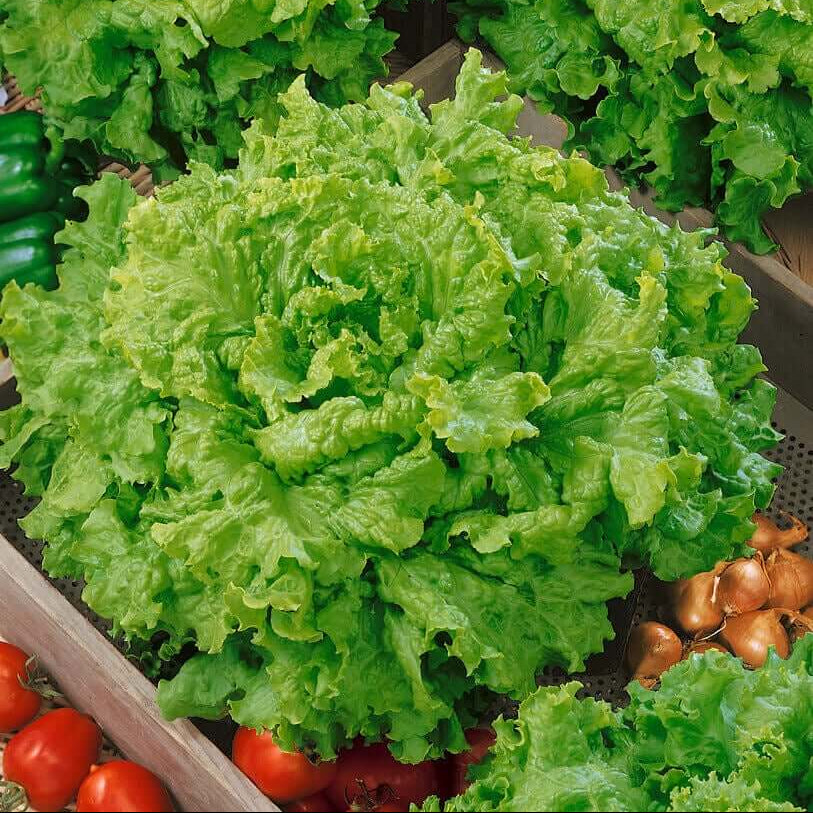 Lettuce Seeds – Grand Rapids