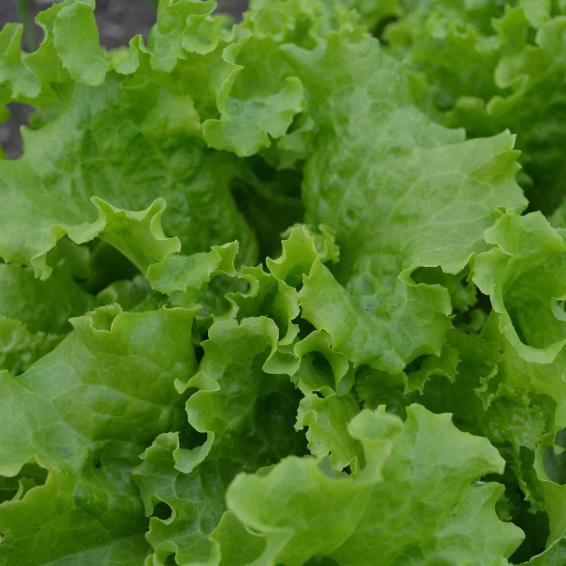 Lettuce Seeds – Grand Rapids