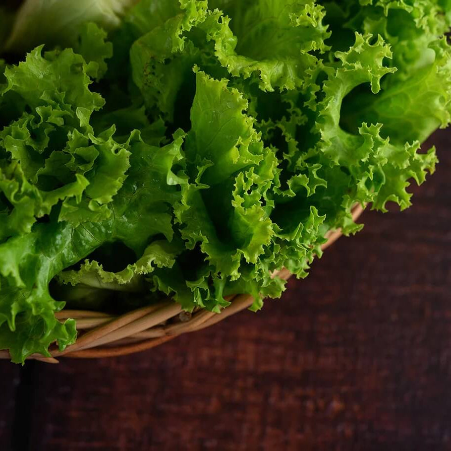 Lettuce Seeds – Green Ice