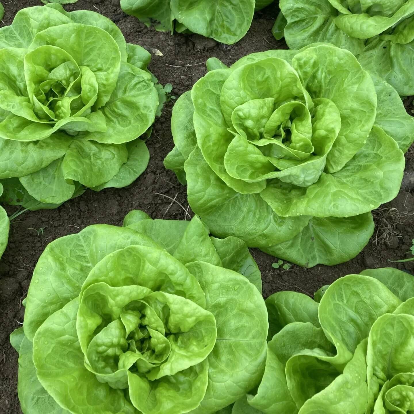 Lettuce Seeds – Heirloom