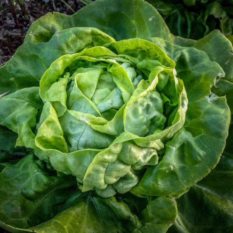 Lettuce Seeds – Heirloom