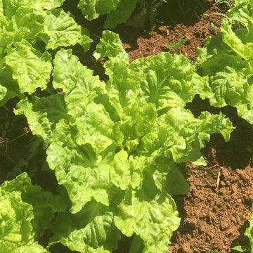 Lettuce Seeds – Lactuca Sativa