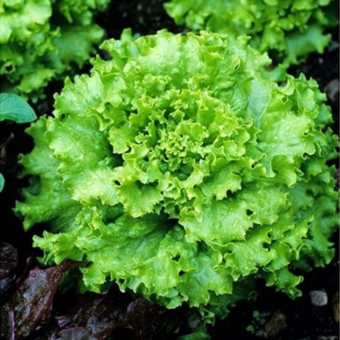 Lettuce Seeds – Lactuca Sativa