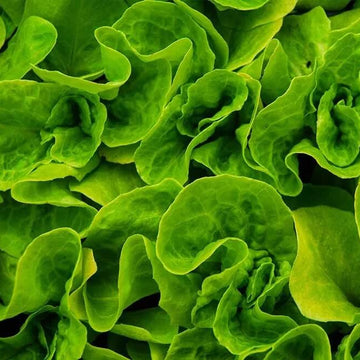 Lettuce Seeds – Light Green