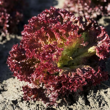 Lettuce Seeds – Lolla Rossa