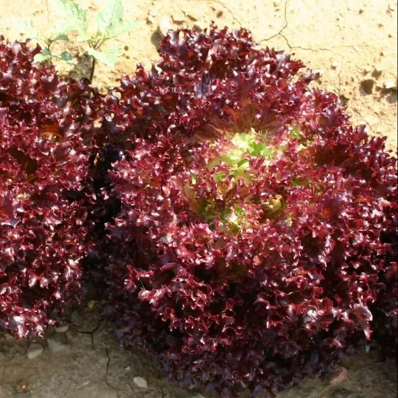 Lettuce Seeds – Lolla Rossa