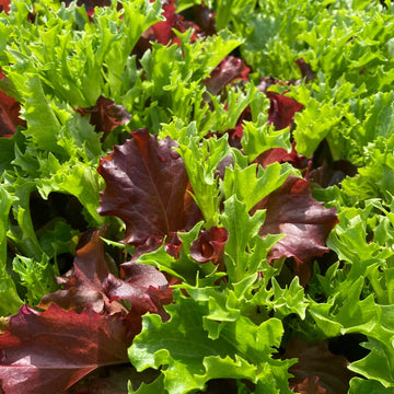 Lettuce Seeds – Mixed