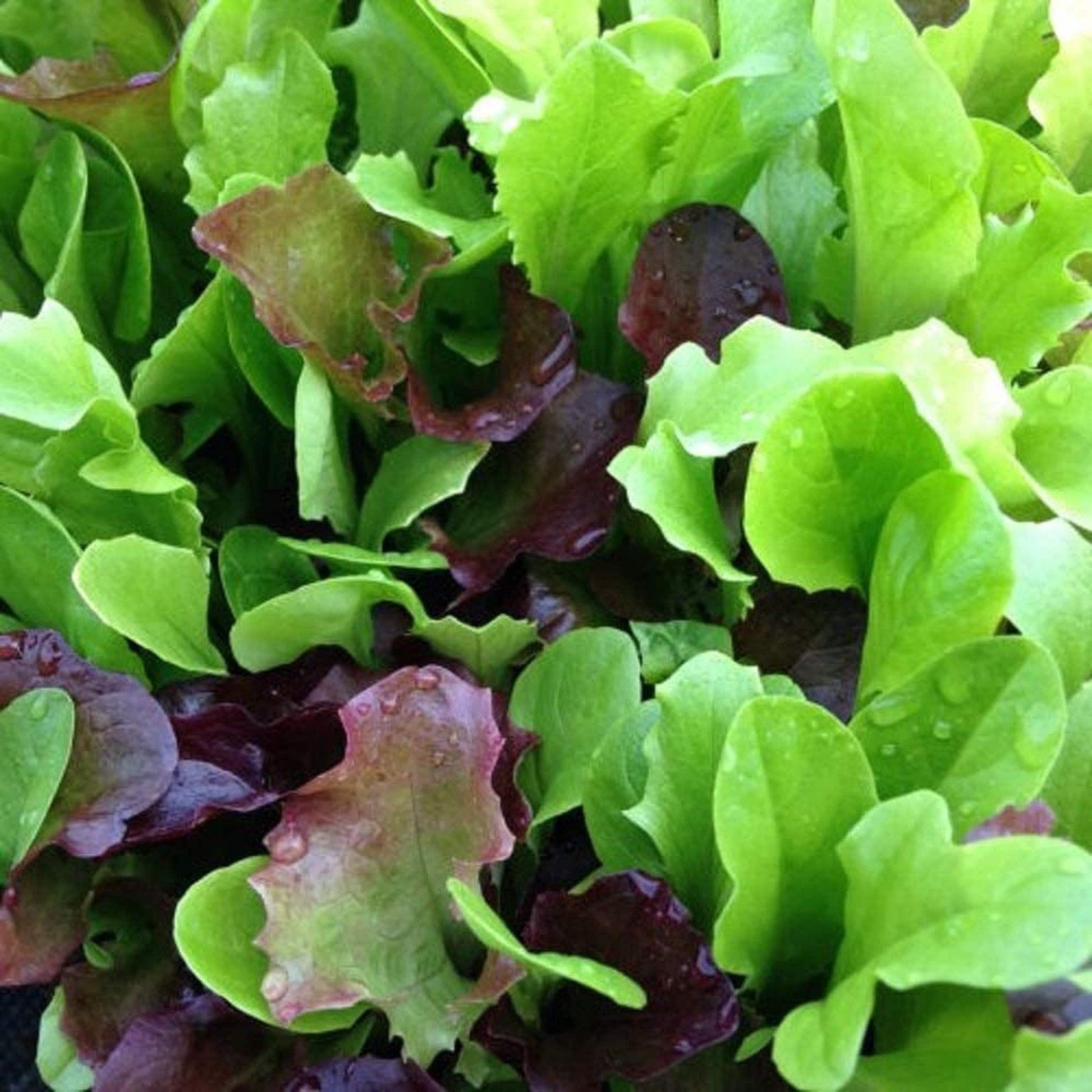 Lettuce Seeds – Mixed