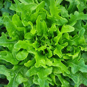Lettuce Seeds – Oakleaf