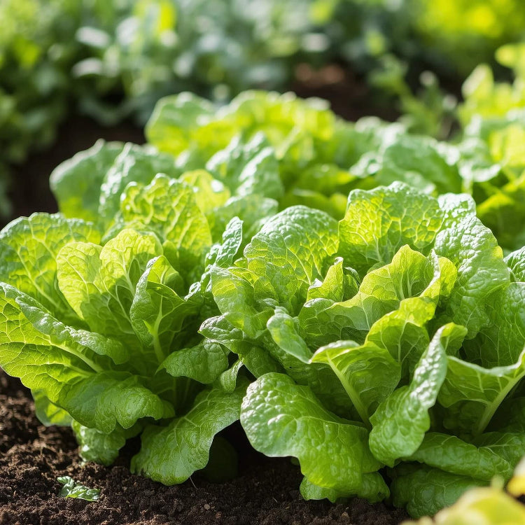 Lettuce Seeds – Oakleaf