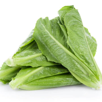 Lettuce Seeds – Parris Island Romaine