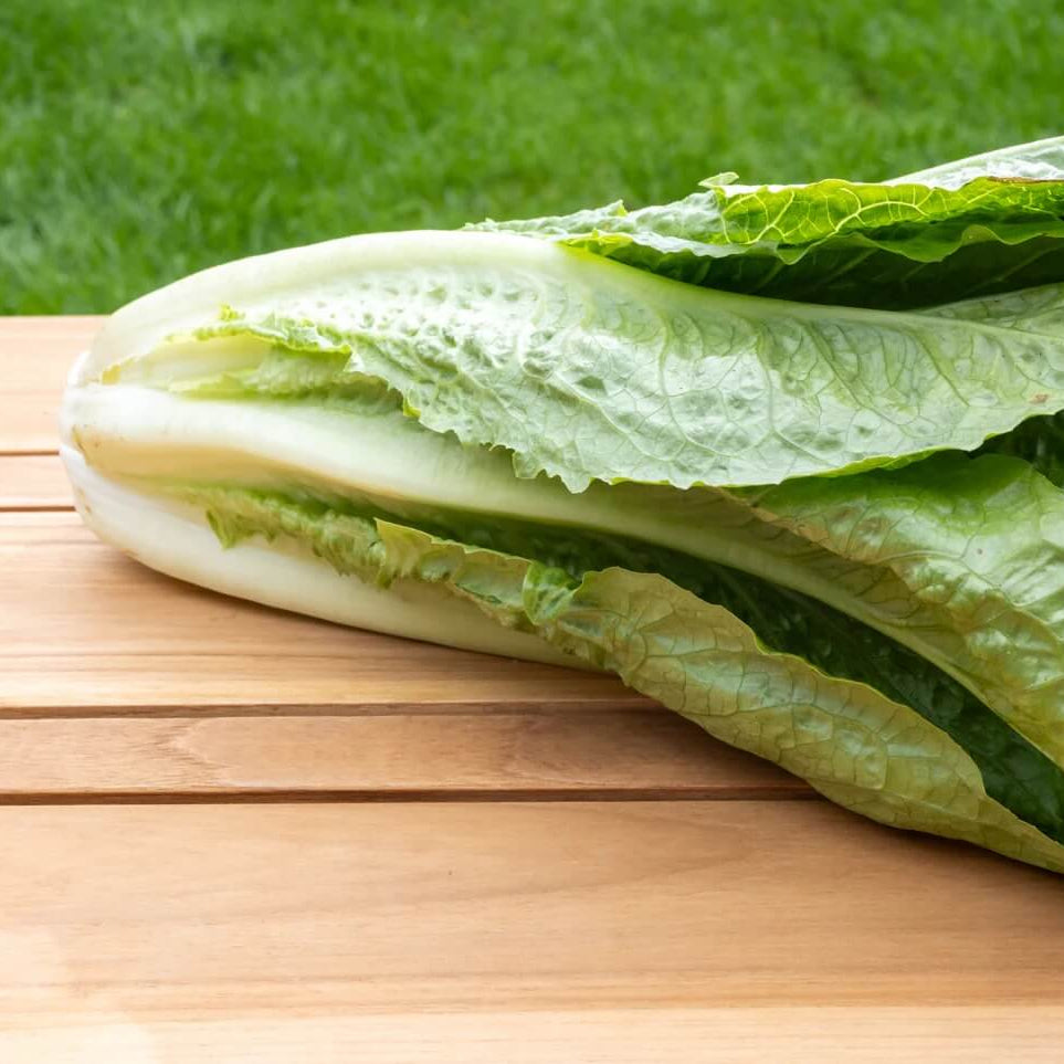 Lettuce Seeds – Parris Island Romaine