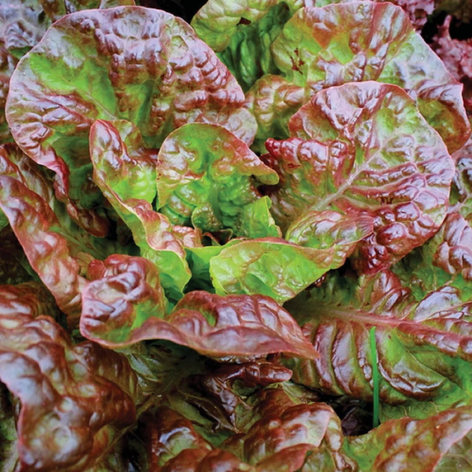 Lettuce Seeds – Prizehead Green Brown