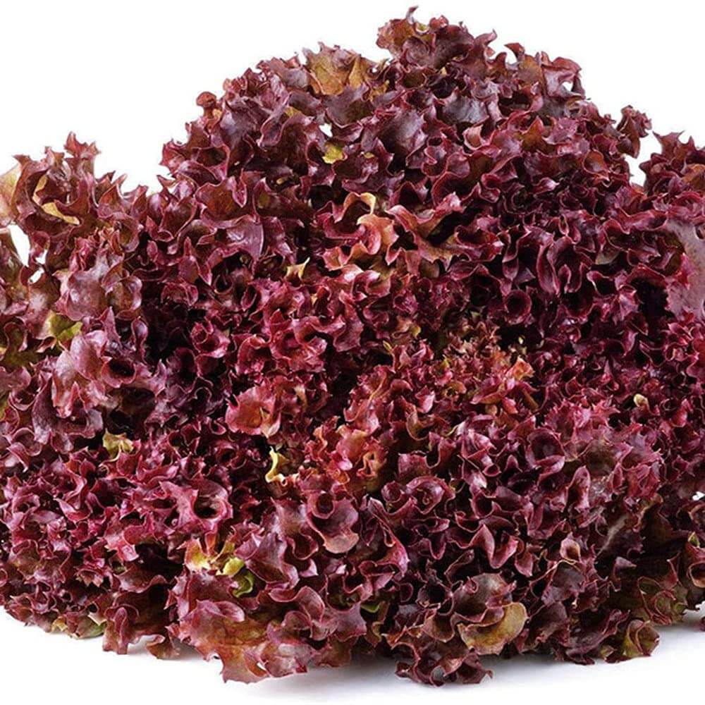 Lettuce Seeds – Purple
