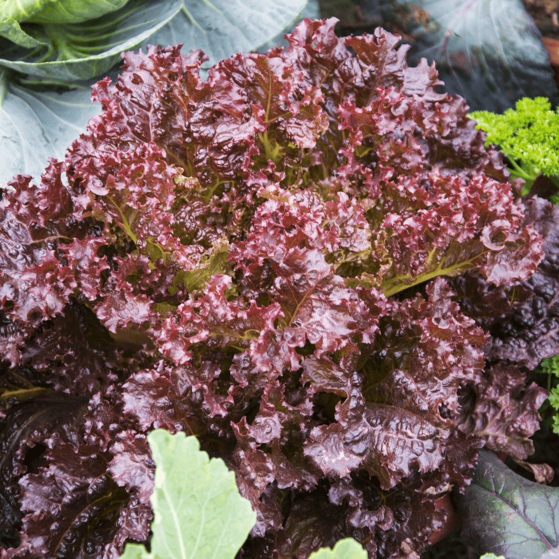 Lettuce Seeds – Purple