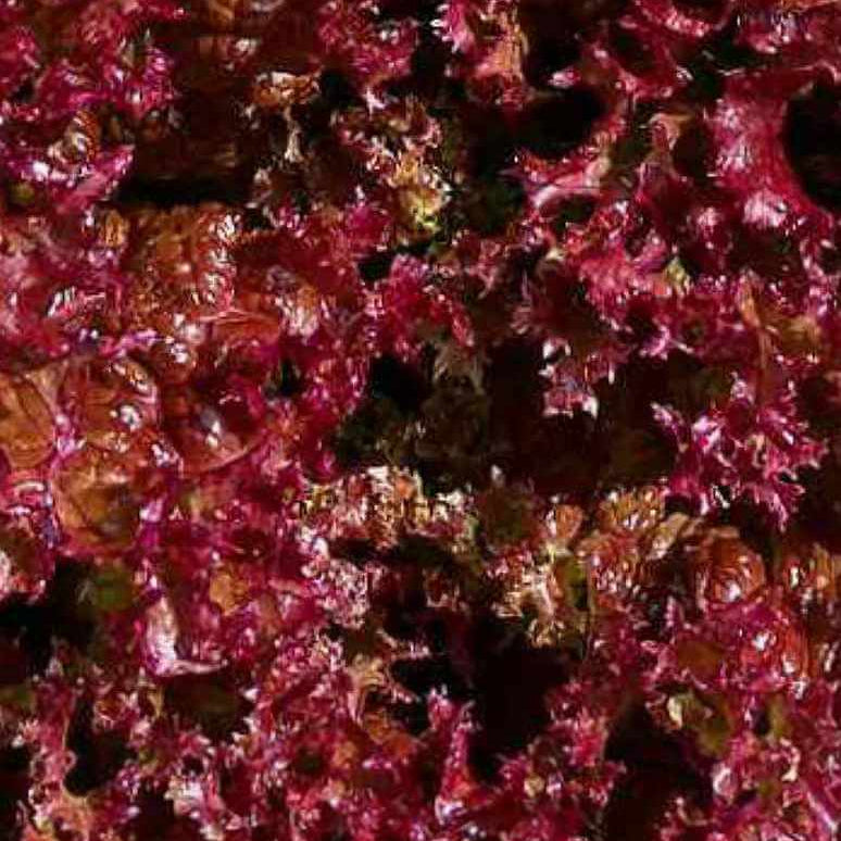 Lettuce Seeds – Red