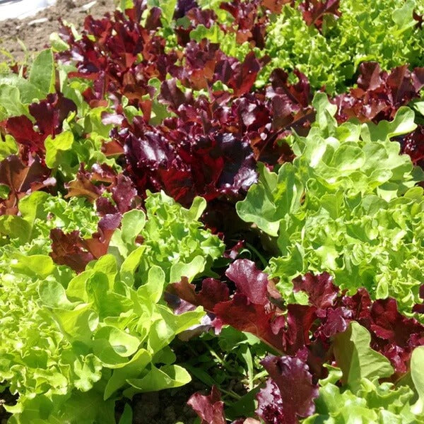 Lettuce Seeds – Red Green Mix