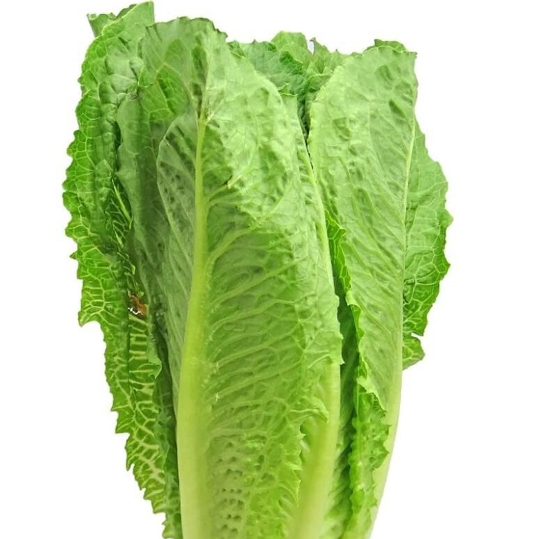 Lettuce Seeds – Roman