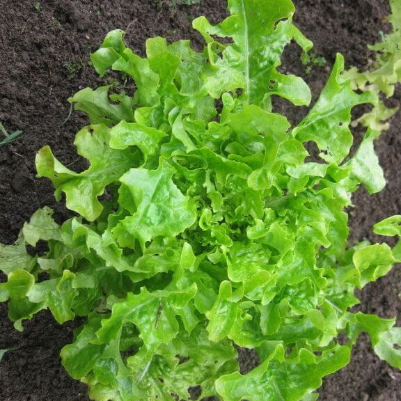 Lettuce Seeds – Salad Bowl