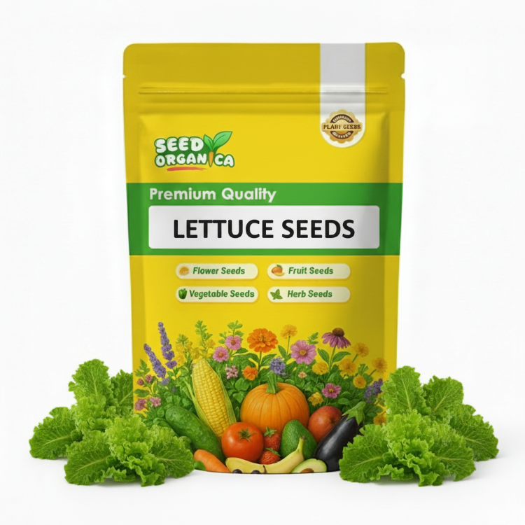 Lettuce Seeds