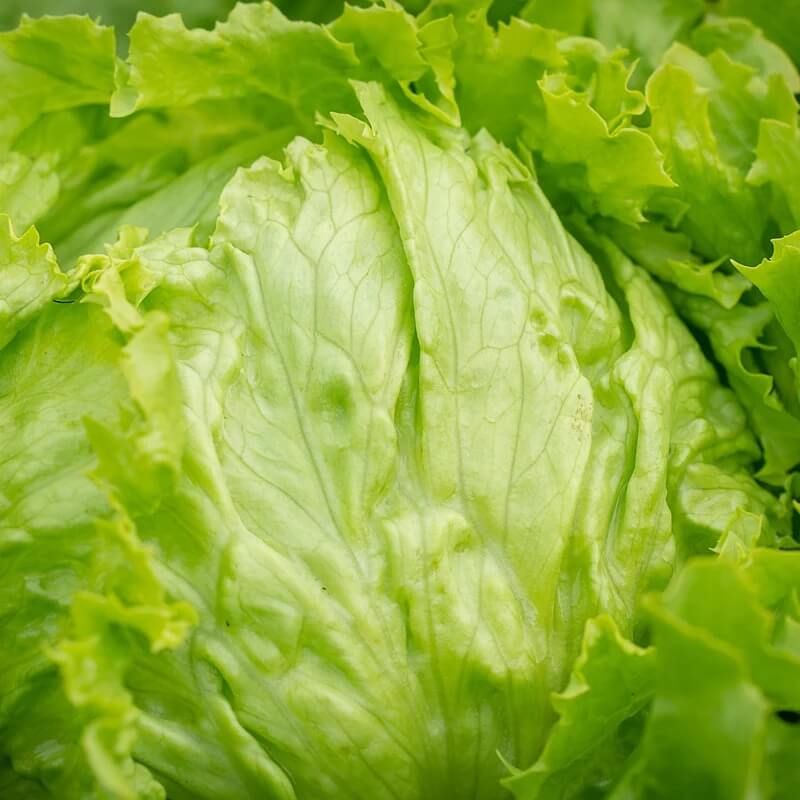 Lettuce Seeds – Iceberg Crisp Head
