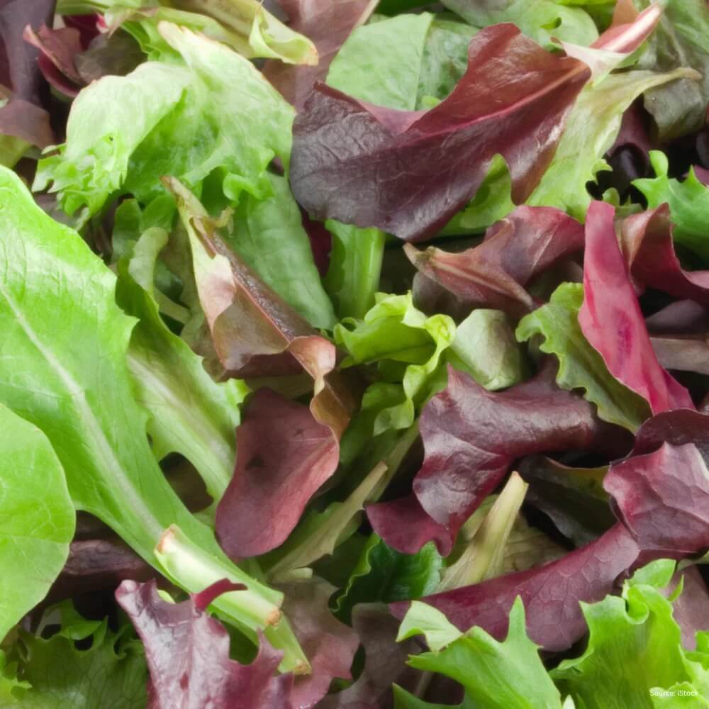 Lettuce Seeds – Mesclun Mix
