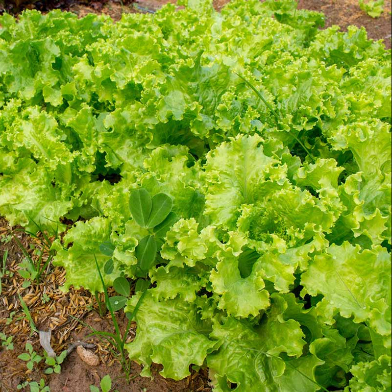 Lettuce Seeds - All In One For Home Gardens