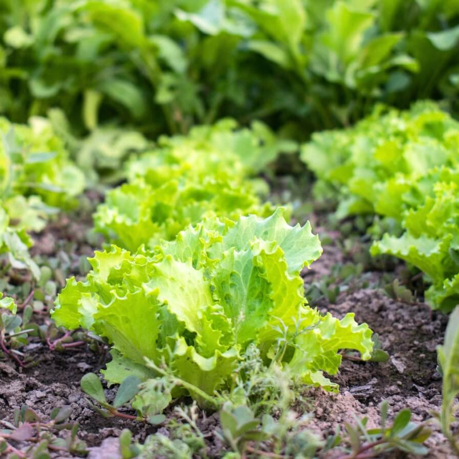 Lettuce Seeds - All In One For Home Gardens