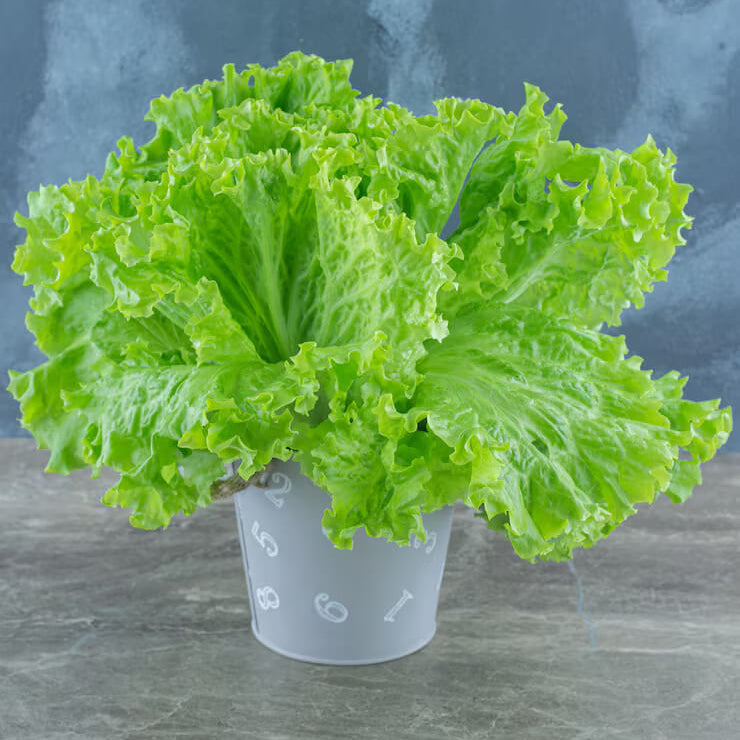 Lettuce Seeds - All In One For Home Gardens