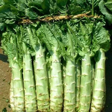 Lettuce Seeds – Asparagus