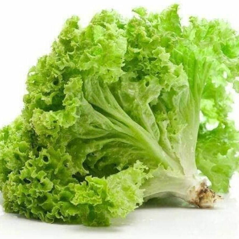 Lettuce Seeds – Batavia