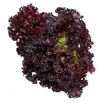 Lettuce Seeds – Black Red