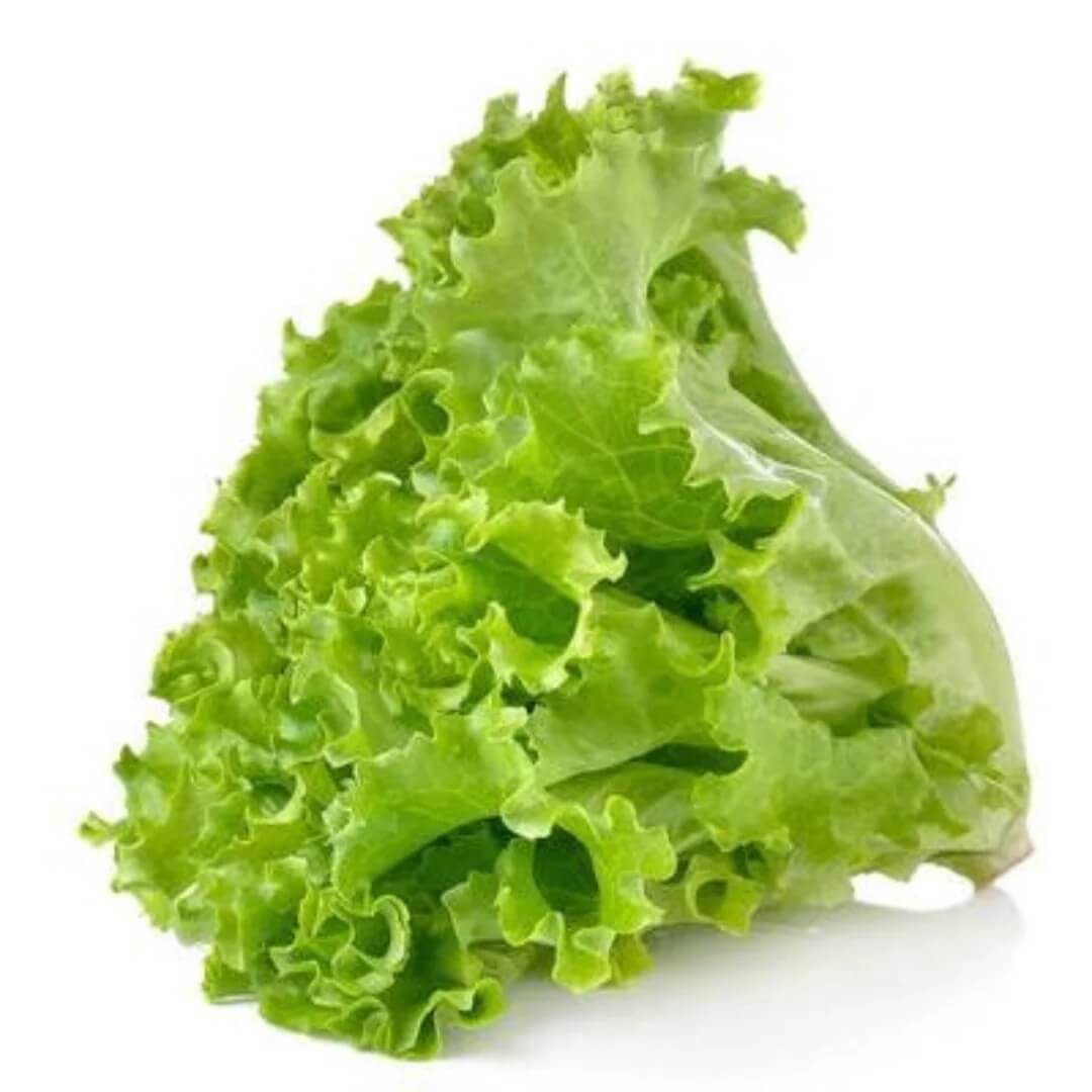 Lettuce Seeds – Light Green