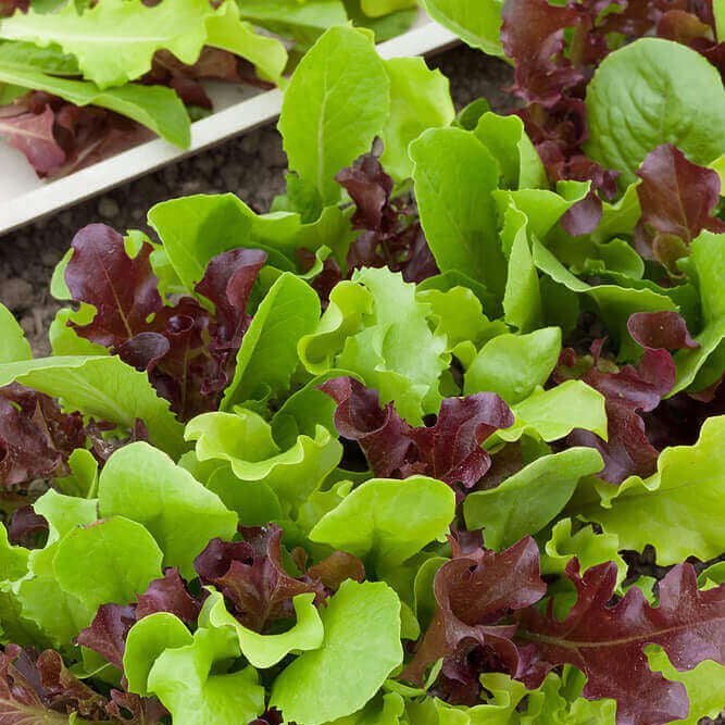 Lettuce Seeds – Mesclun Mix