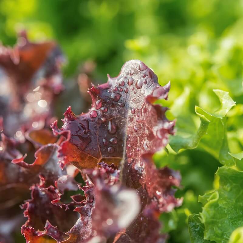 Lettuce Seeds – Red Green Mix