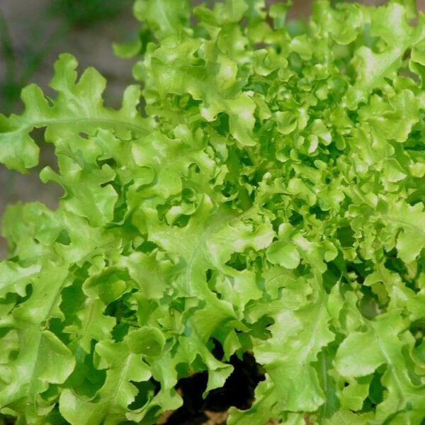 Lettuce Seeds – Salad Bowl