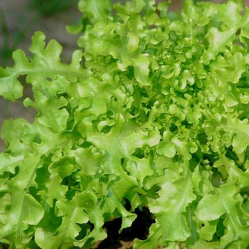 Lettuce Seeds – Salad Bowl