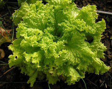 Lettuce Seeds