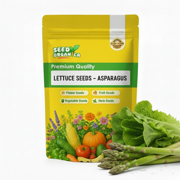 Lettuce Seeds – Asparagus