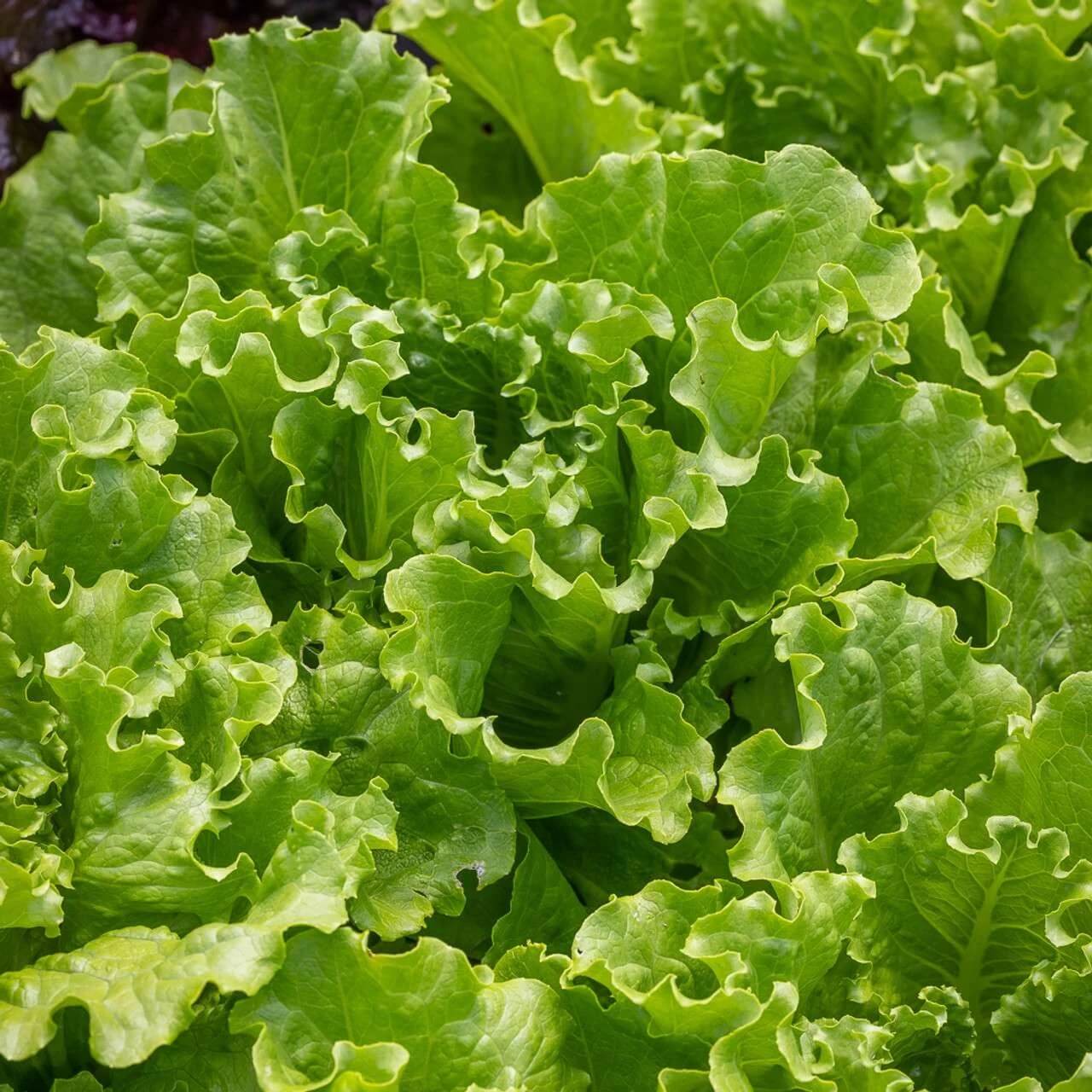 Lettuce Seeds – Batavia
