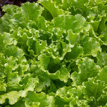 Lettuce Seeds – Batavia