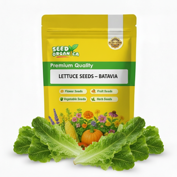 Lettuce Seeds – Batavia