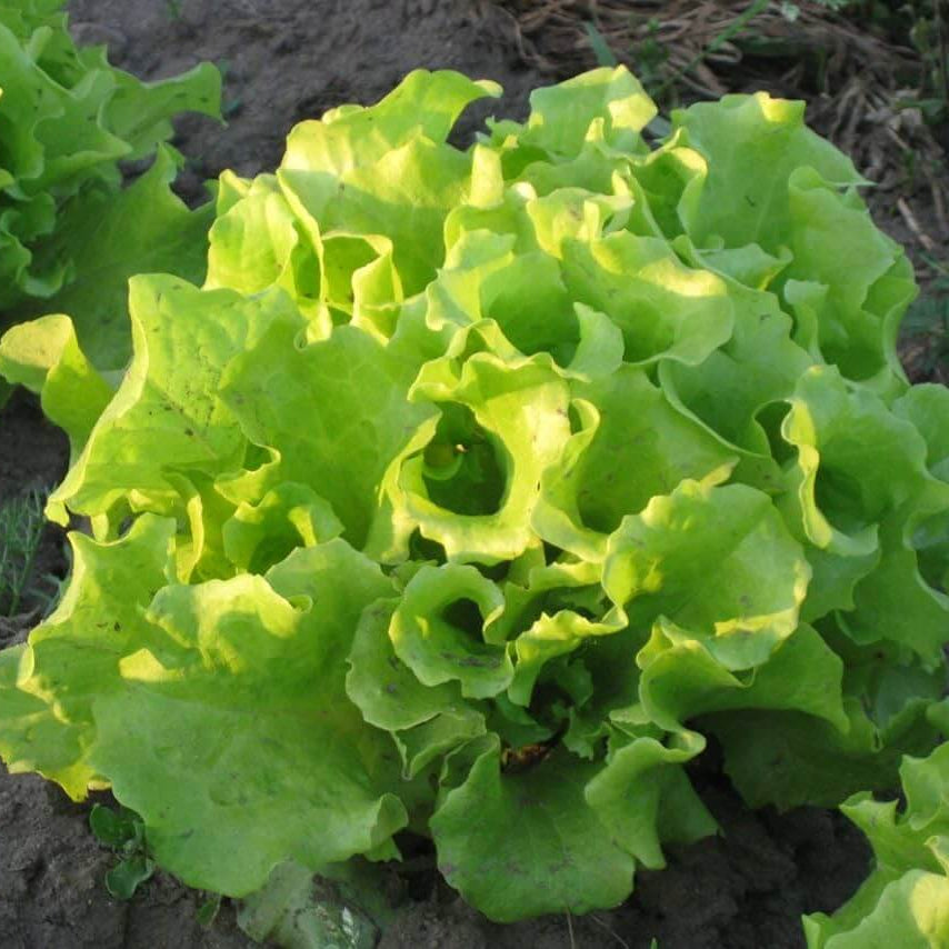 Lettuce Seeds – Black