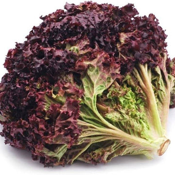 Lettuce Seeds – Black Red
