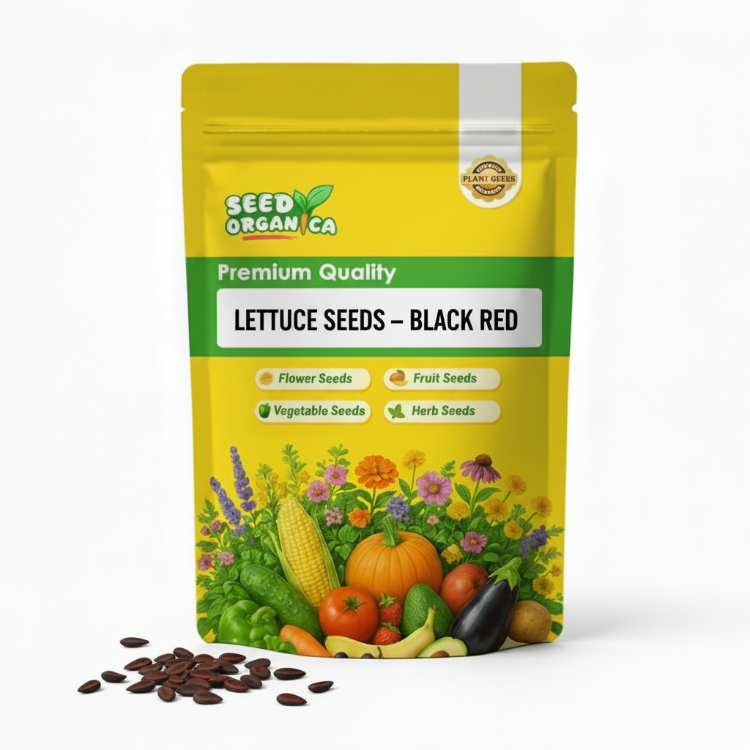 Lettuce Seeds – Black Red