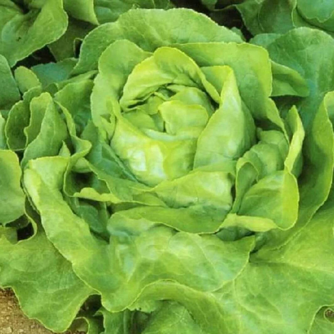 Lettuce Seeds – Butterhead
