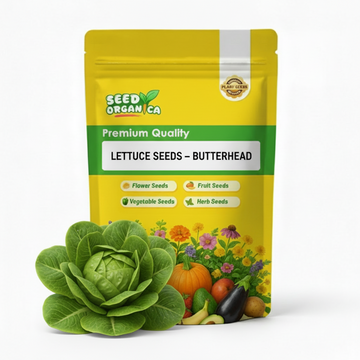 Lettuce Seeds – Butterhead